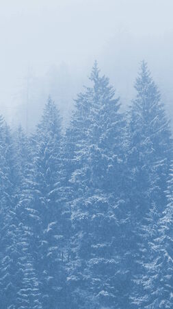 beautiful misty forestの写真素材