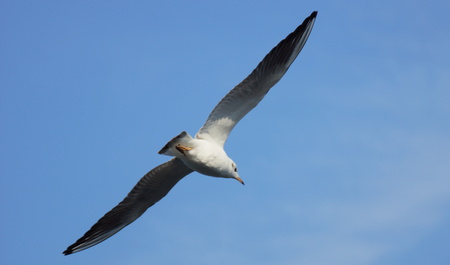 gull flying with widely outstretched wingsの写真素材