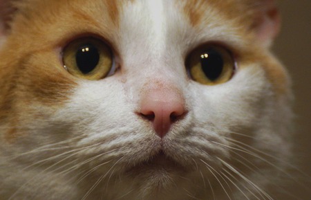 Beautiful face of a catの写真素材