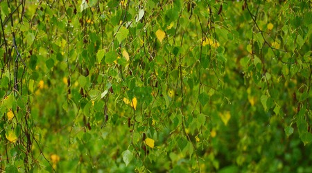 Green leafの写真素材