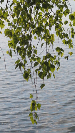 leaves a sorrowing birch and fresh waterの写真素材