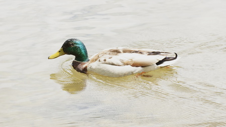 beautiful duck in the clear watersの写真素材