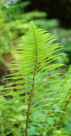 beautiful green fernの写真素材