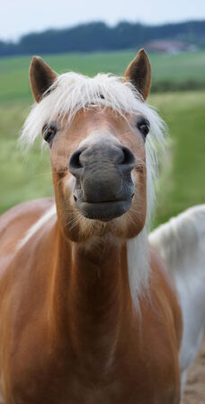 beautiful brown horse face with white mane sends air kissの写真素材