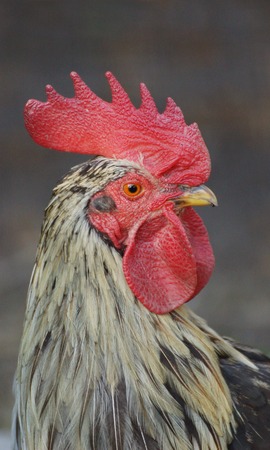 cock close upの写真素材