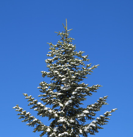 fir tree and snowの写真素材