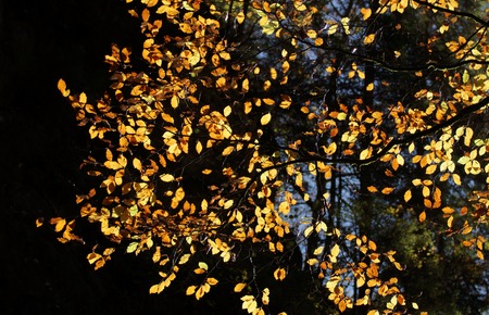 golden autumnの写真素材