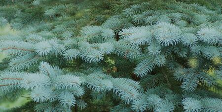 beautiful green fir branches without decorationの写真素材