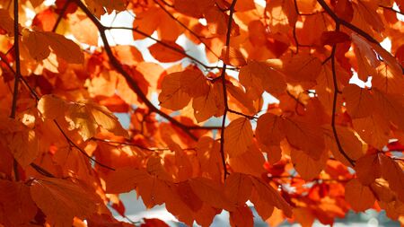 background autumnの写真素材