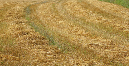 golden straw and field and summerの写真素材