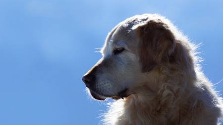 golden retriver in sunshineの写真素材