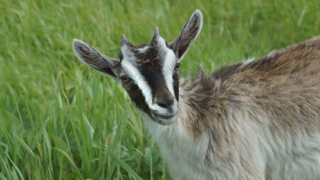 SSE goat with friendly facial expressionの写真素材