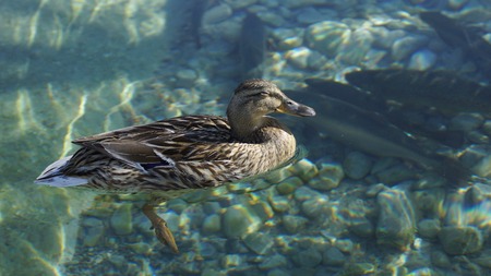 sunbathing at a happy duck and waterの写真素材