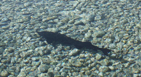 blackfish in waterの写真素材