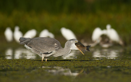 Juvenile Grey Heron with big catchの写真素材