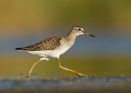 Running Wood Sandpiper