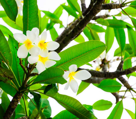 Tropical white flowers frangipani (plumeria) with green leaves. Selective focusの写真素材
