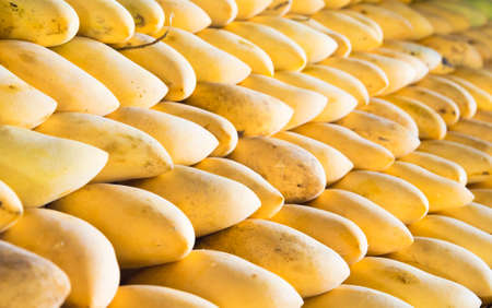 Ripe mango on the thai market. Selective focusの写真素材