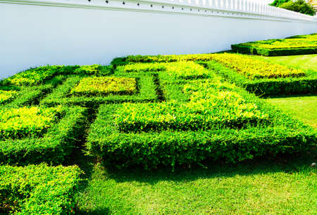 Green Summer Grass. Green Spring Background. Selective focusの写真素材