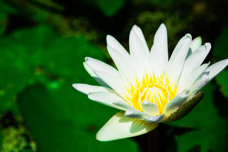 Beautiful Lilac Lotus, water plant with green leaves. Selective focusの写真素材