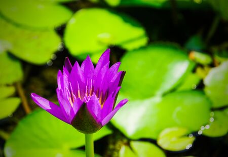 Beautiful Purple Lotus, water plant with green leaves. Selective focusの写真素材