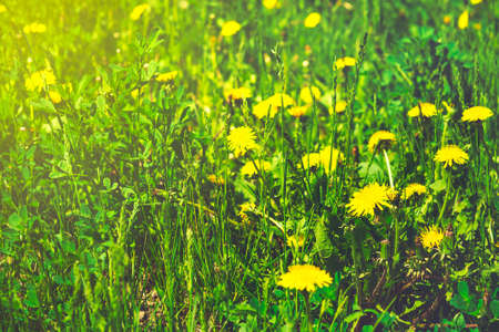 Yellow dandelions on the green field closeup in summer. Spring background. Selective focus, tonedの写真素材