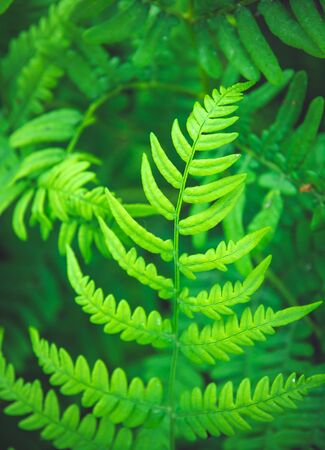 Green fern leaf in the forest. Kamchatka, Russia. Selective focusの写真素材