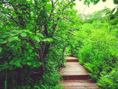 Wooden Path in the Green Forest. Kamchatka, Russia. Selective focus