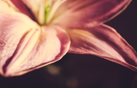 Macro photography of a fragment of pink lily flower on a dark background. Selective focus, toned