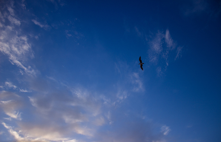 flying seagull high in the skyの写真素材