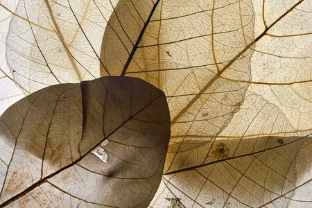 Dried leaves