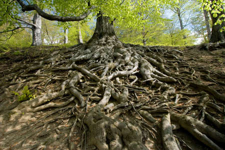 Beech forest in springtimeの写真素材