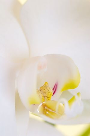 Detail of white orchidの写真素材