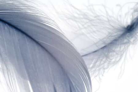 Feathersの写真素材