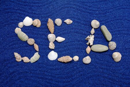 Seashellsの写真素材