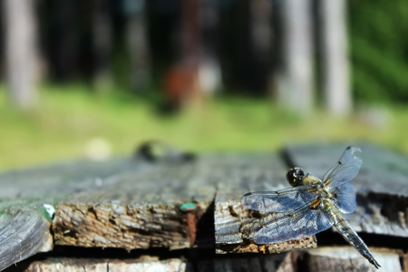 The dragonfly sits on the boards on the grass backgroundの写真素材