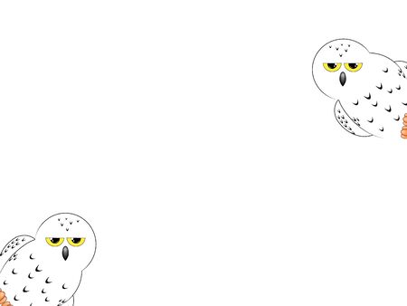 White snowy owl isolated on a white backgroundの写真素材