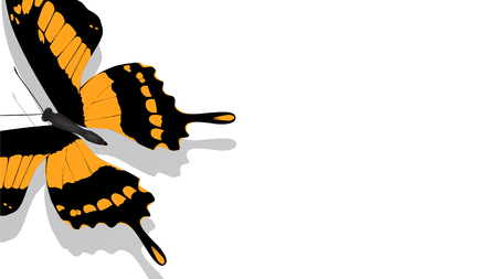 Exotic butterfly with orange pattern on wings on white backgroundの写真素材