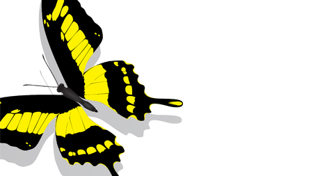 exotic butterfly with yellow pattern on wings on a white backgroundの写真素材
