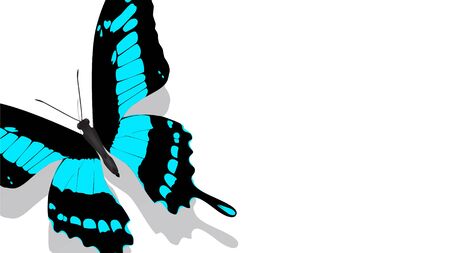 exotic butterfly with blue pattern on wings on a white backgroundの写真素材