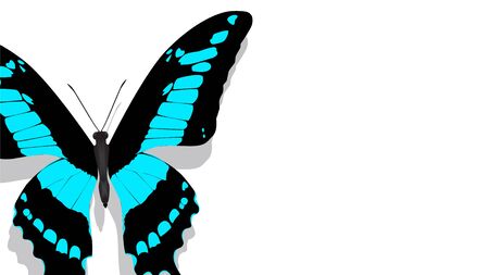 Exotic butterfly with blue pattern on wings on a white backgroundの写真素材