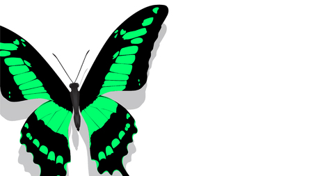 exotic butterfly with a green pattern on wings on a white backgroundの写真素材