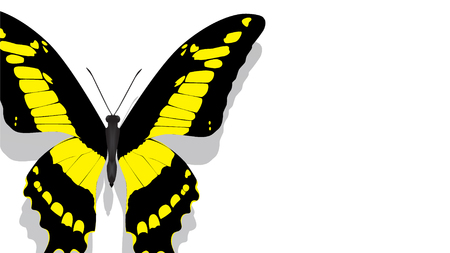 exotic butterfly with yellow pattern on wings on a white backgroundの写真素材