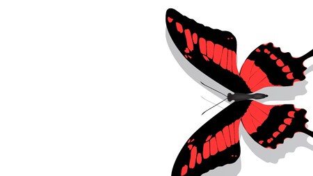 exotic butterfly with a red pattern on its wings on a white backgroundの写真素材