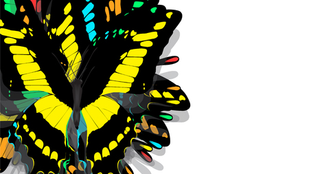 butterfly with black wings and yellow patternsの写真素材