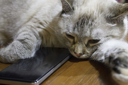 Gray cat asleep lying head on black smartphoneの写真素材
