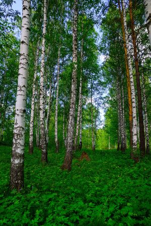 Green grass and blossoming trees on a beautiful summer dayの写真素材