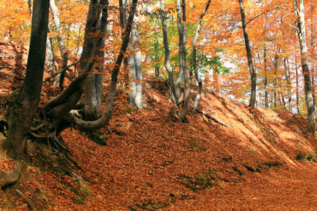 Autumn in beech forest.の写真素材