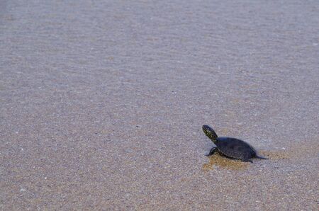 A small sea turtle thrown out of the waves.の写真素材
