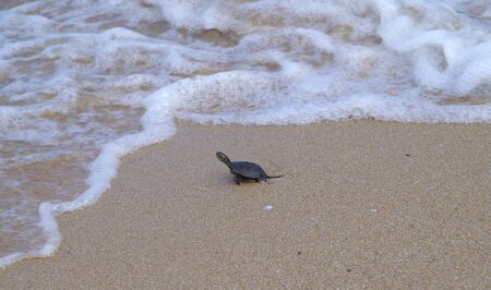 A small sea turtle thrown out of the waves.